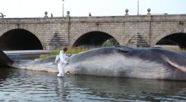 La escultura `Whale´ en el Manzanares