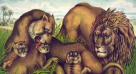 Fabulosos Animals