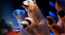 Los osos polares llegan al Teatro Circo Price