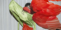 Eudocimus Ruber (C) Viviane Sassen
