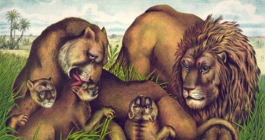 Fabulosos Animals