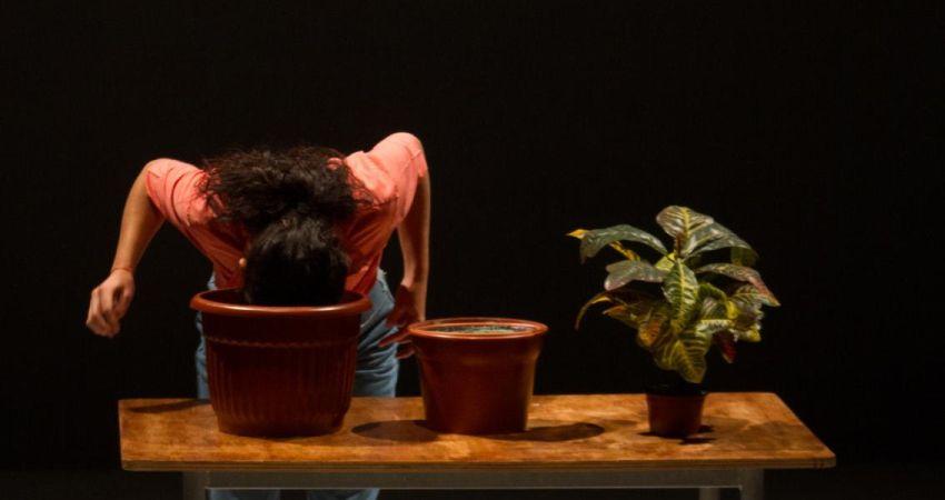 Estado vegetal