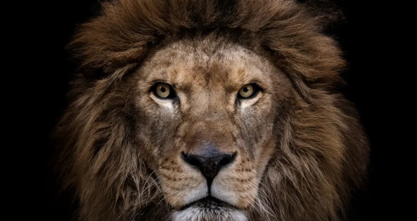 ‘The Animals’ (exposición). Matadero Madrid.