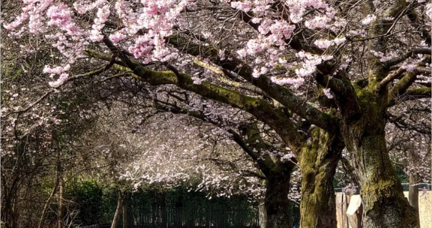 El jardín de los cerezos dirigida por Pérez de la Fuente, en el Teatro Fernán Gómez