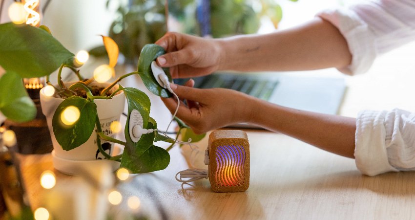 Joe Patitucci, sesión musical a propósito de su proyecto 'PlantWave'