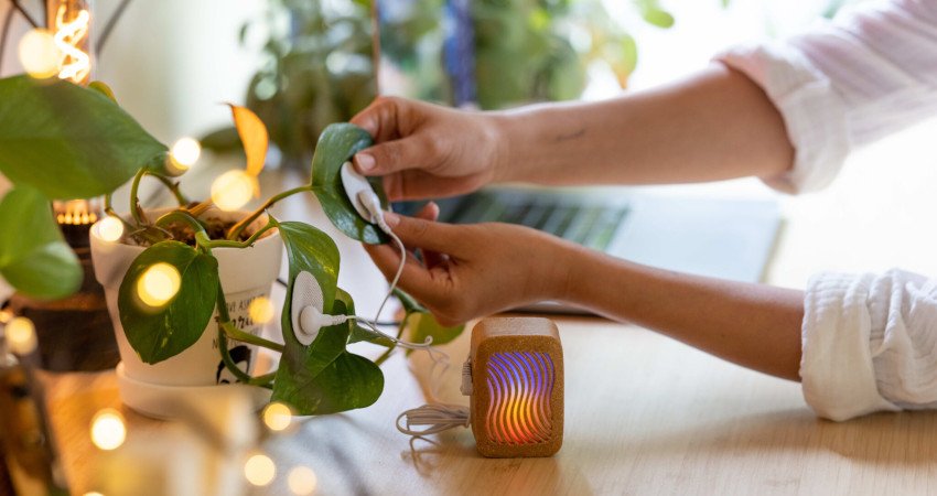 Joe Patitucci, sesión musical a propósito de su proyecto ‘PlantWave’